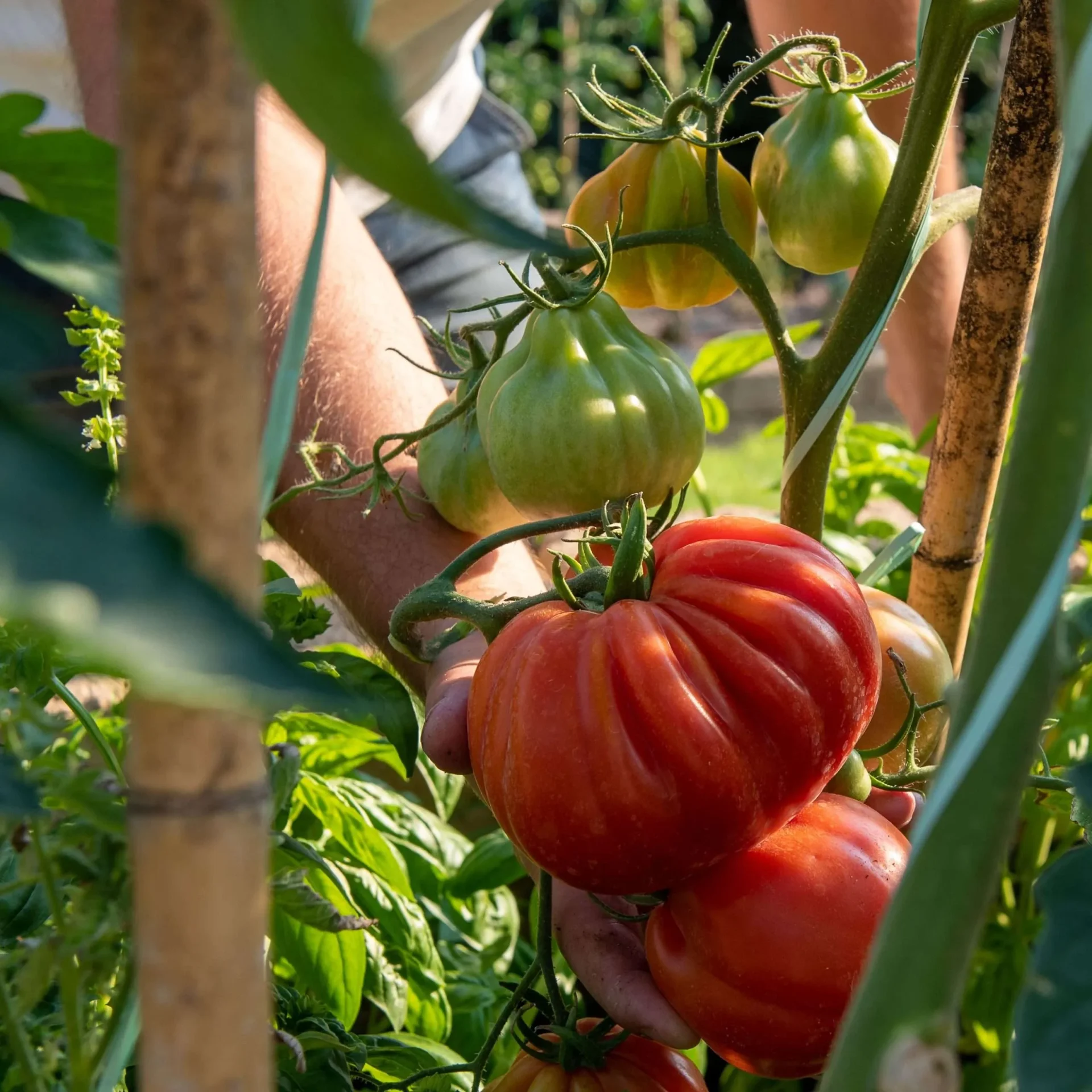 Orto-Ca-Toresele-pomodori--scaled