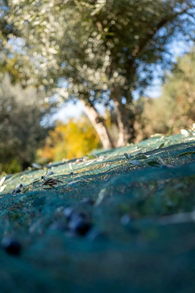 Raccolta-delle-Olive-Ca-Toresele-Torricelle-Verona-20