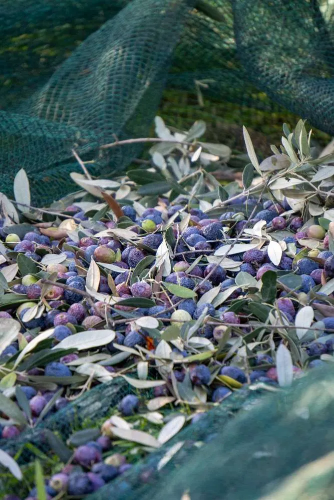 Raccolta-delle-Olive-Ca-Toresele-Torricelle-Verona